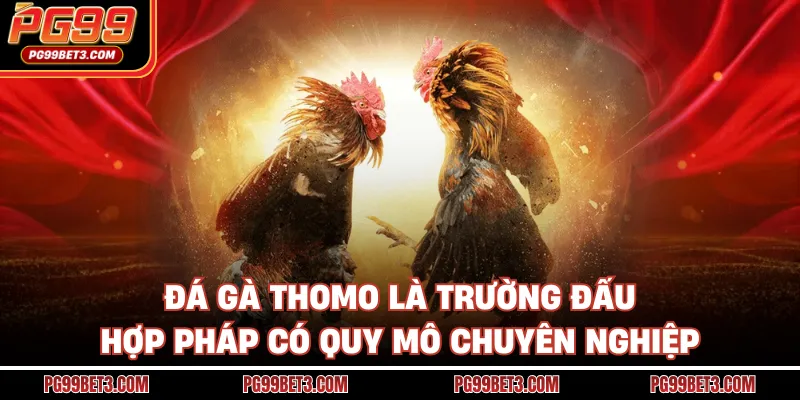 Đá Gà Thomo - Trường Đấu Chuyên Nghiệp, Cá Cược Hợp Pháp Đá gà Thomo là trường đấu hợp pháp có quy mô chuyên nghiệp
