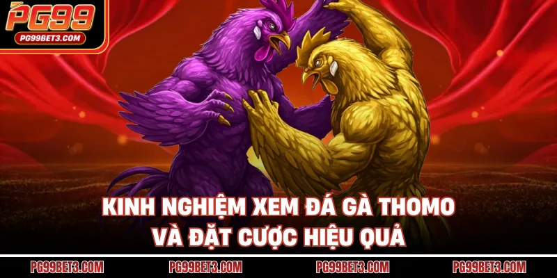 Đá Gà Thomo - Trường Đấu Chuyên Nghiệp, Cá Cược Hợp Pháp Kinh nghiệm xem đá gà Thomo và đặt cược hiệu quả